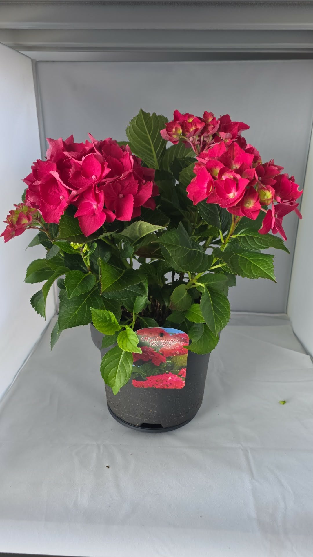 Hydrangea Hot Red